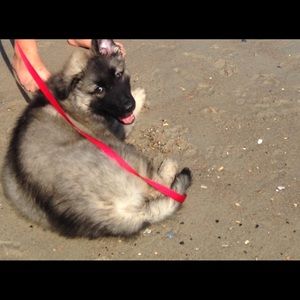 Meet your Posher, Bella